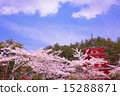 Five story tower and Sakura vol.5 15288871