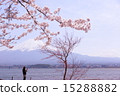Fuji and Sakura seen from Kawaguchiko vol.3 vol.3 15288882
