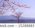 Fuji and Sakura seen from Kawaguchiko vol.4 vol.4 15288883