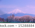 Fuji and Sakura seen from Kawaguchiko vol.5 vol.5 15288884