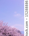 Fuji and Sakura seen from Kawaguchiko vol.7 vol.7 15288886
