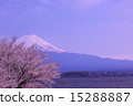 Fuji and Sakura seen from Kawaguchiko vol.8 vol.8 15288887
