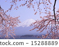 Fuji and Sakura seen from Kawaguchiko vol. 10 15288889