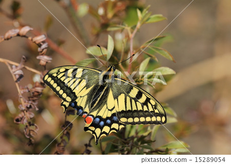 Swallowtail butterfly 15289054