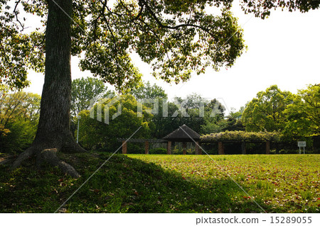 Early summer sunshine 15289055