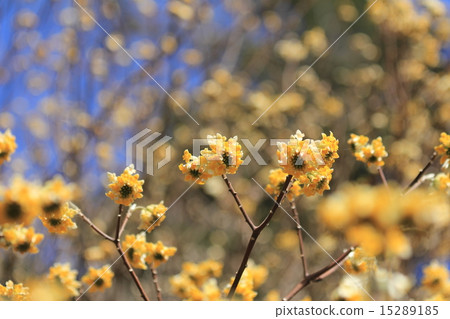 Mitumata花 15289185