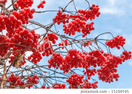Viburnum berries in autumn 15289595