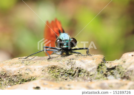 Stock Photo: compound eyes, kakitagawa flowing water, park