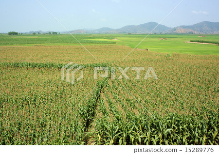 maize field intercrop paddy maize field intercrop paddy 15289776