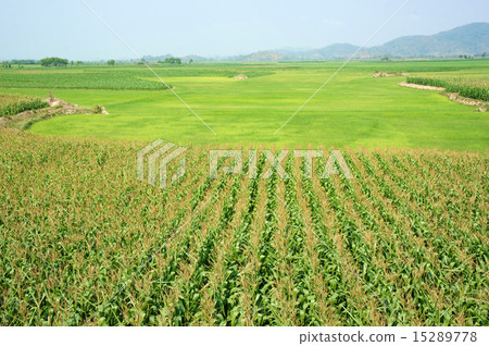 maize field intercrop paddy maize field intercrop paddy 15289778