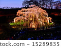 Miharu Falls cherry-blossom light up 15289835