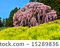 Weeping cherry blossoms at the battlefield 15289836