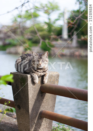 小睡的小貓 小睡的小貓 15289884