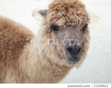 Alpaca 15289922