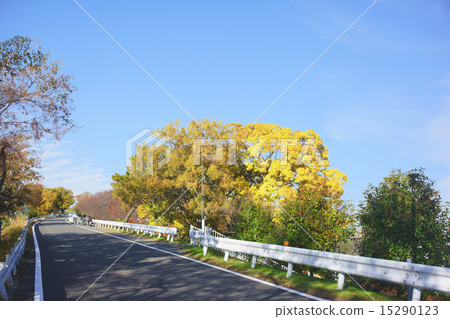 Road along the river 15290123