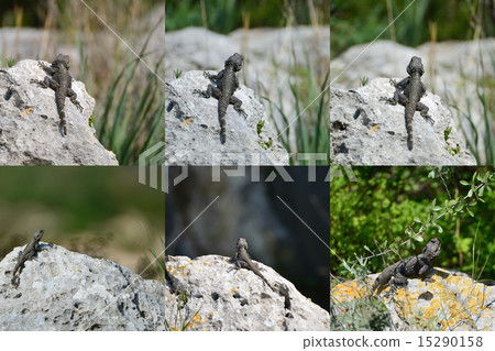 Set - lizard hardun on a rock Set - lizard hardun on a rock 15290158
