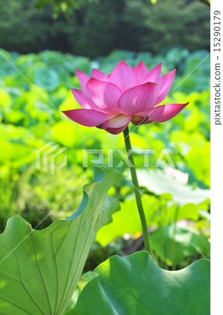 蓮花王蓮花蓮 蓮花王蓮花蓮 15290179