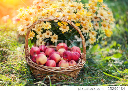 Basket with red apples on the grass Basket with red apples on the grass 15290484