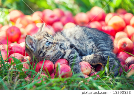 Cute little kitten relaxing on red apples Cute little kitten relaxing on red apples 15290528