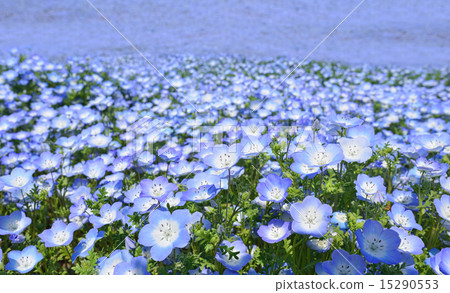Nemofila blooming hill / blue flower background Nemofila blooming hill / blue flower background 15290553