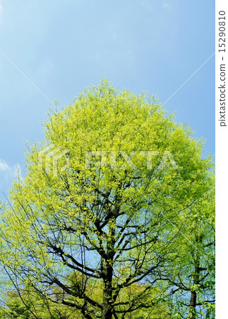 Fresh green 15290810