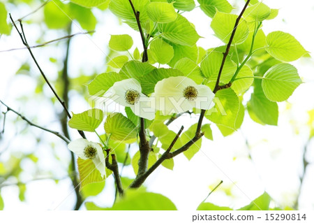 Flowers of handkerchiefs 15290814