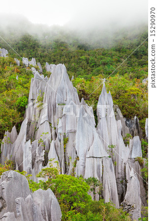 Limestone pinnacles at gunung mulu national park Limestone pinnacles at gunung mulu national park 15290970