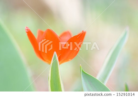 鬱金香 鬱金香 15291014