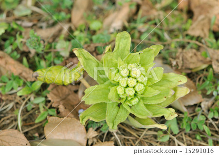 Fukinoto Fukinoto 15291016