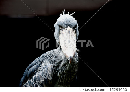 Hushibiruko 1 15291030