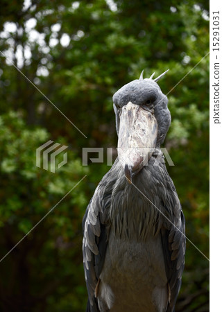 Hushibiruko 2 Hushibiruko 2 15291031