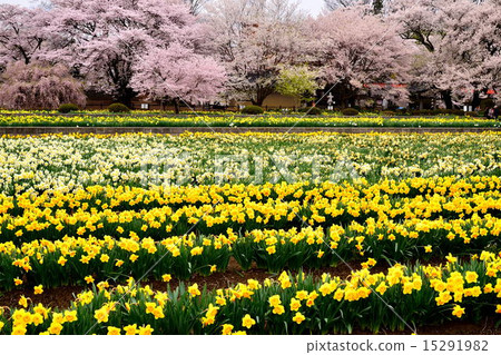 櫻花的王子廟 15291982