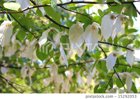 Handkerchief tree 15292053