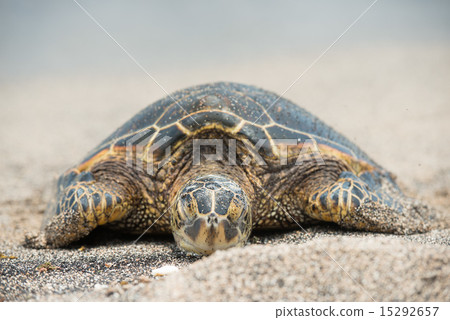 Green Turtle on the beach in Hawaii Green Turtle on the beach in Hawaii 15292657