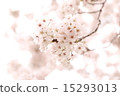 櫻花（染井吉野） 15293013