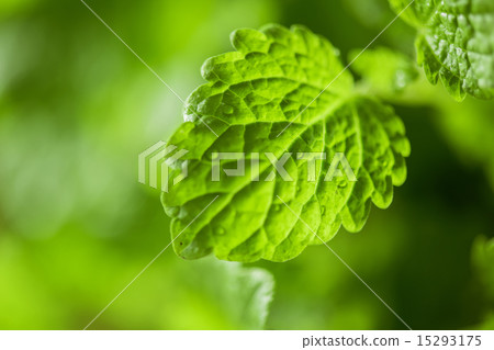 melissa melissa 15293175