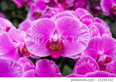 orchid 15293192