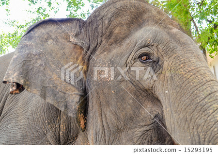 Old african Elephant 15293195