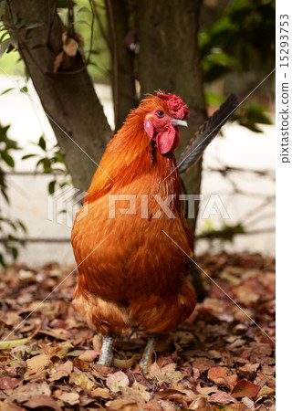 Kaminiwatori Kaminiwatori 15293753