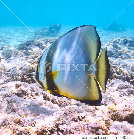 Coral reef and fish Coral reef and fish 15294092
