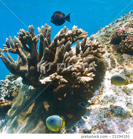 Coral reef and fish Coral reef and fish 15294101