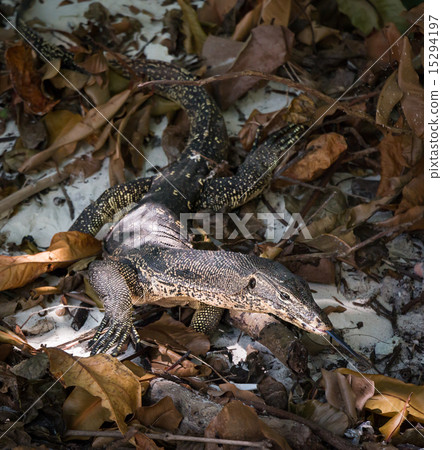 Monitor lizard crawling in the shadows 15294197