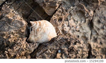 Light brown sea snail shell on limestone shore 15294199