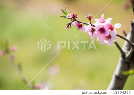 桃花 桃花 15294255