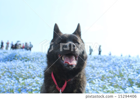 Tears color ♪ Tears color ♪ 15294406