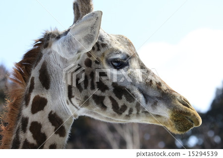 Giraffe  15294539