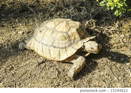 Tortoise 15294822