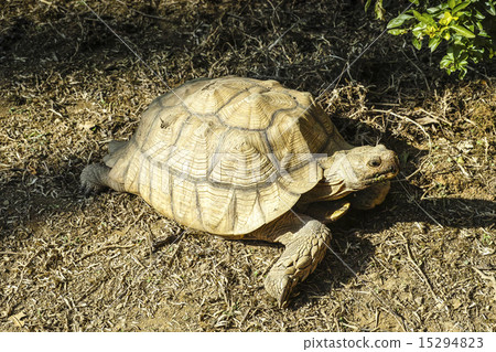 Tortoise Tortoise 15294823