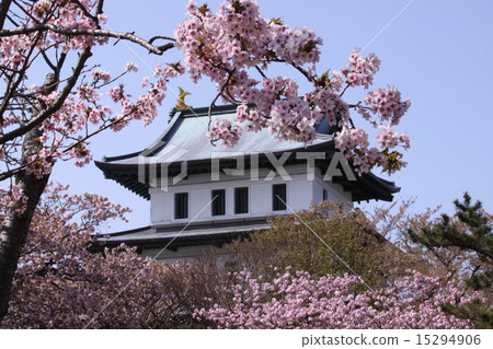 Matsumae castle in Hokkaido and cherry blossoms 15294906