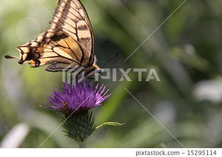 Swallowtail butterfly and flower Swallowtail butterfly and flower 15295114